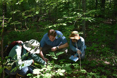 Three students studying a plant in the woods.